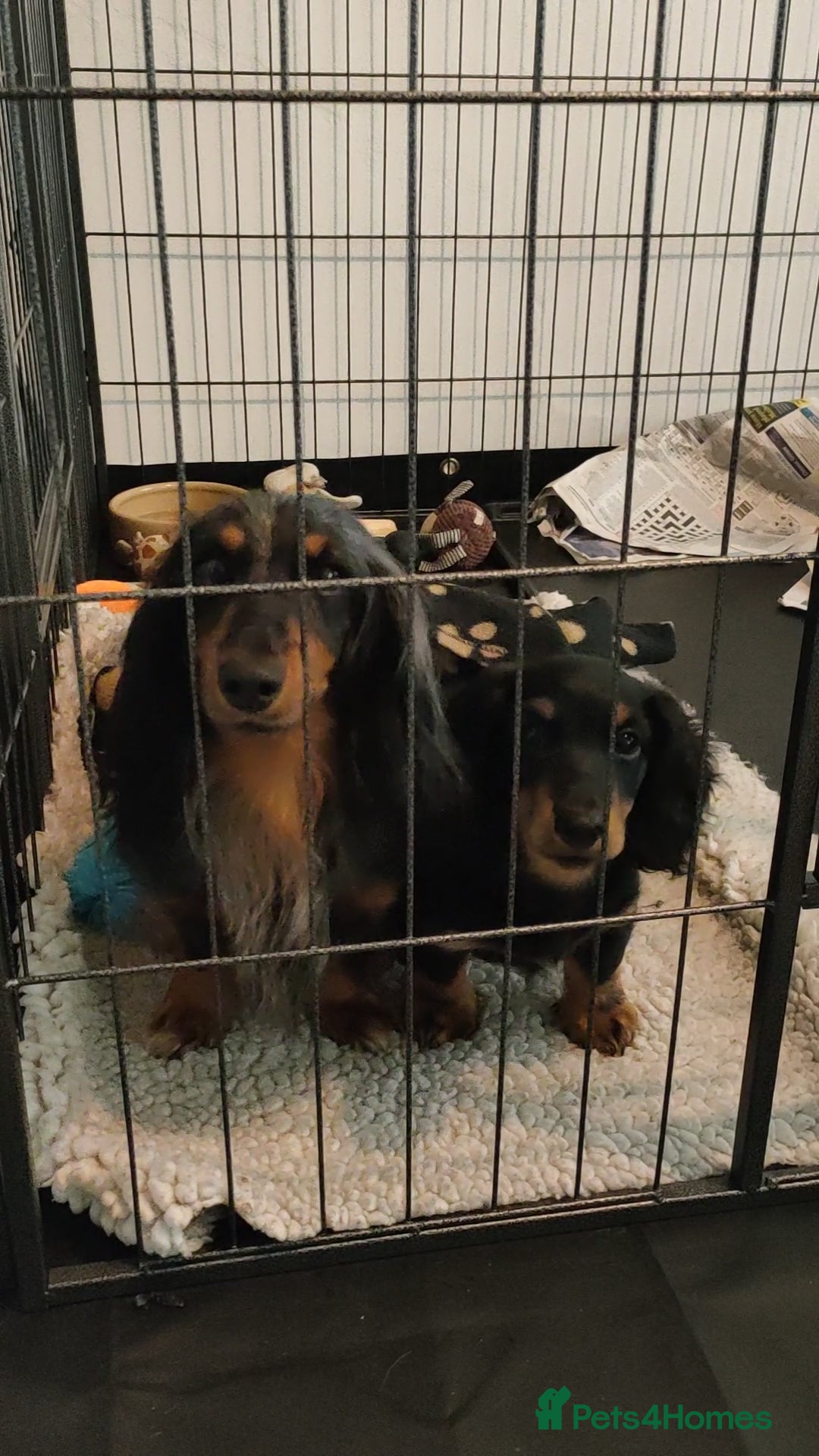 Miniature Dachshund dogs for sale: Handsome quality long haired male available  - Image 15