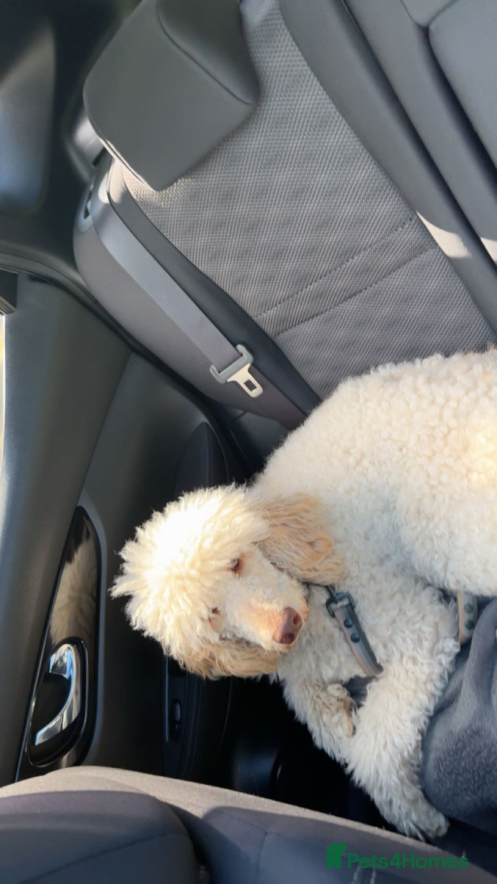 Poochon dogs Beautiful Poochon’s for sale - Advert 6