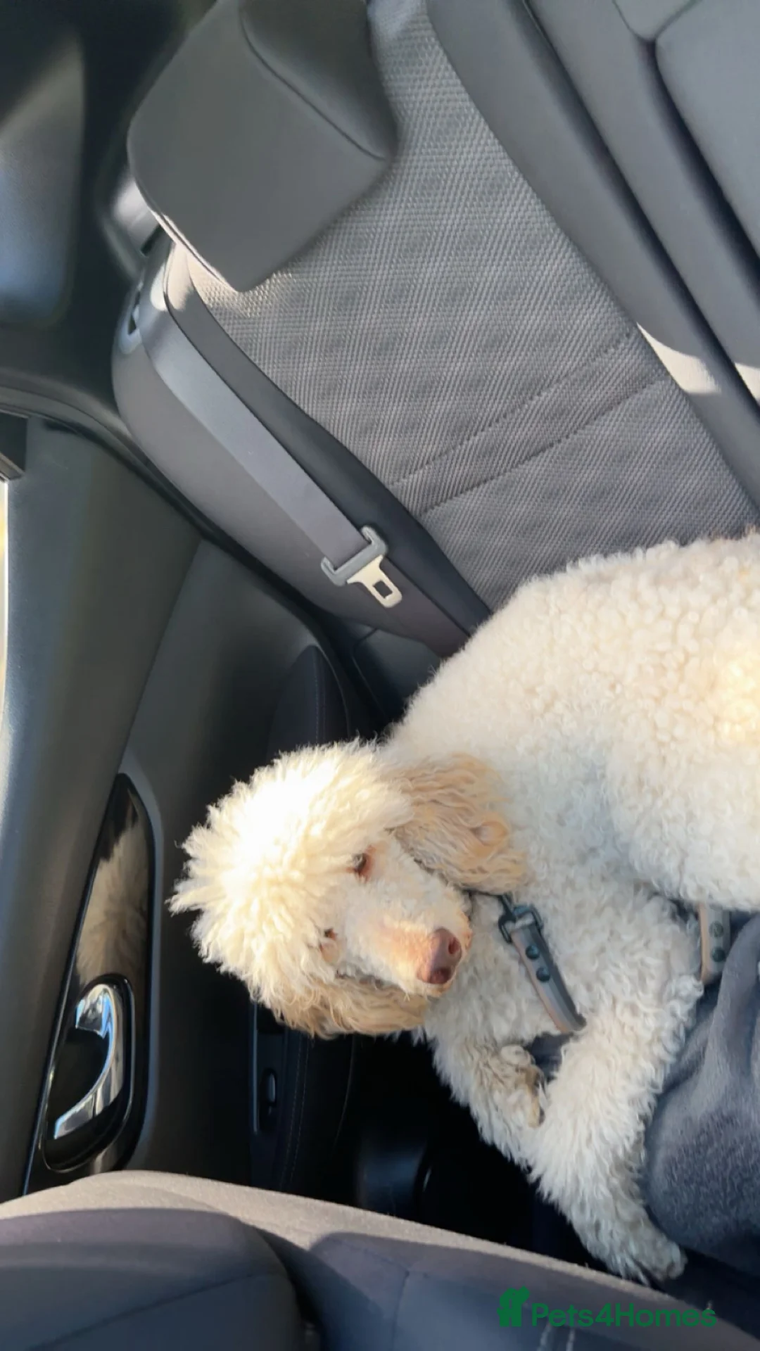 Poochon dogs for sale: Beautiful Poochon’s for sale - Advert 1