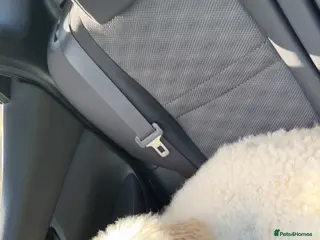 Poochon dogs Beautiful Poochon’s for sale - Advert 6