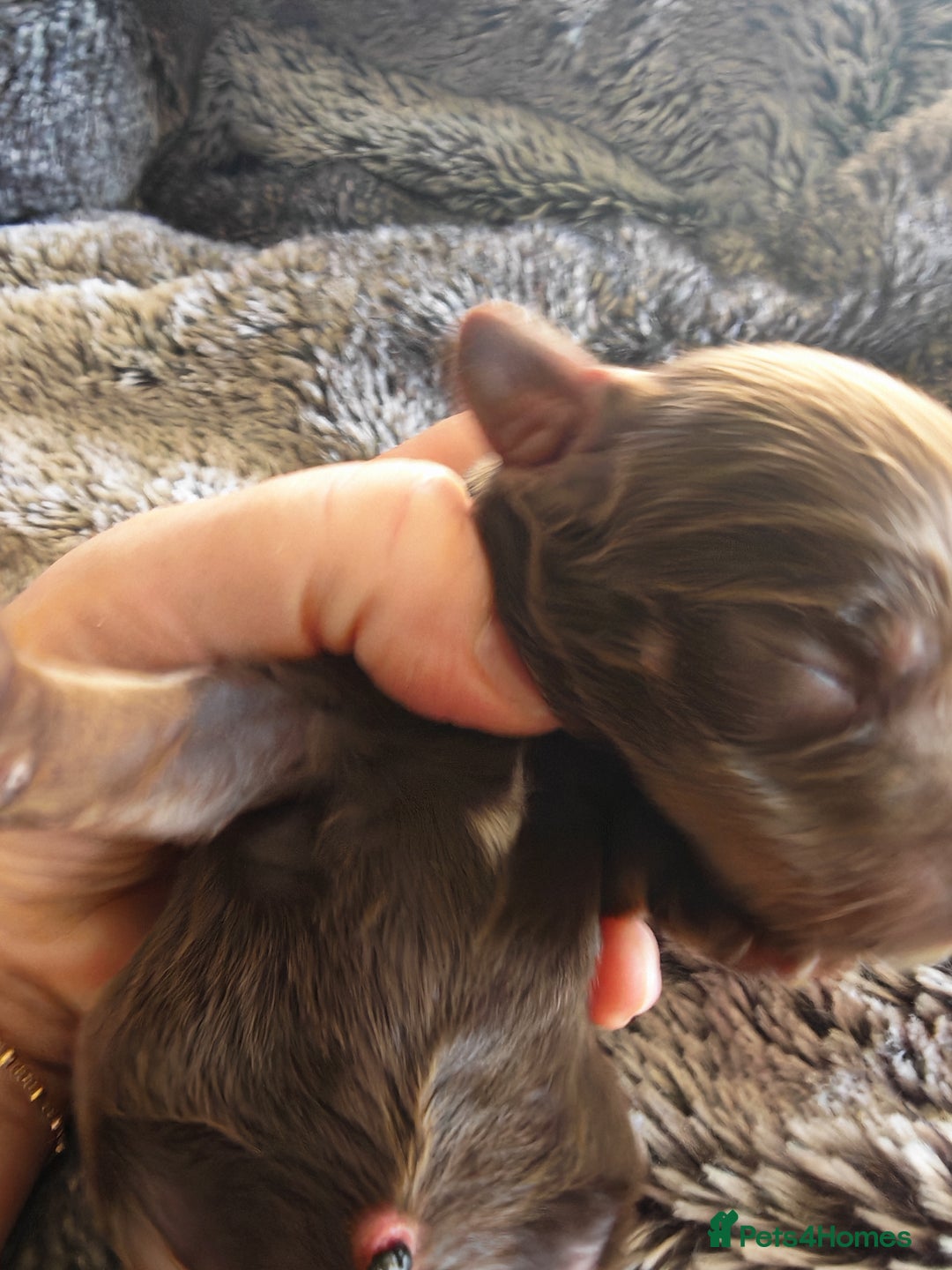 Cockapoo dogs for sale: Cockapoos F1 DNA Health tested patents - Advert 10