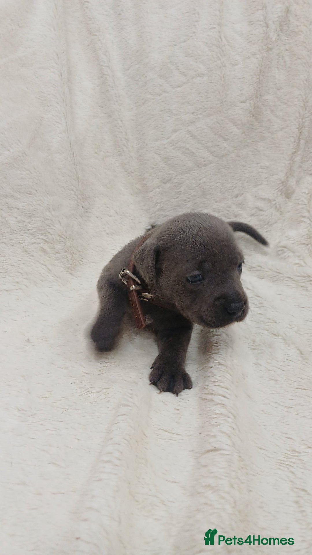 Staffordshire Bull Terrier dogs for sale: Beautiful blue staffy puppies  - Advert 9