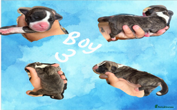 Staffordshire Bull Terrier dogs for sale: Staffie Pups - Image 4