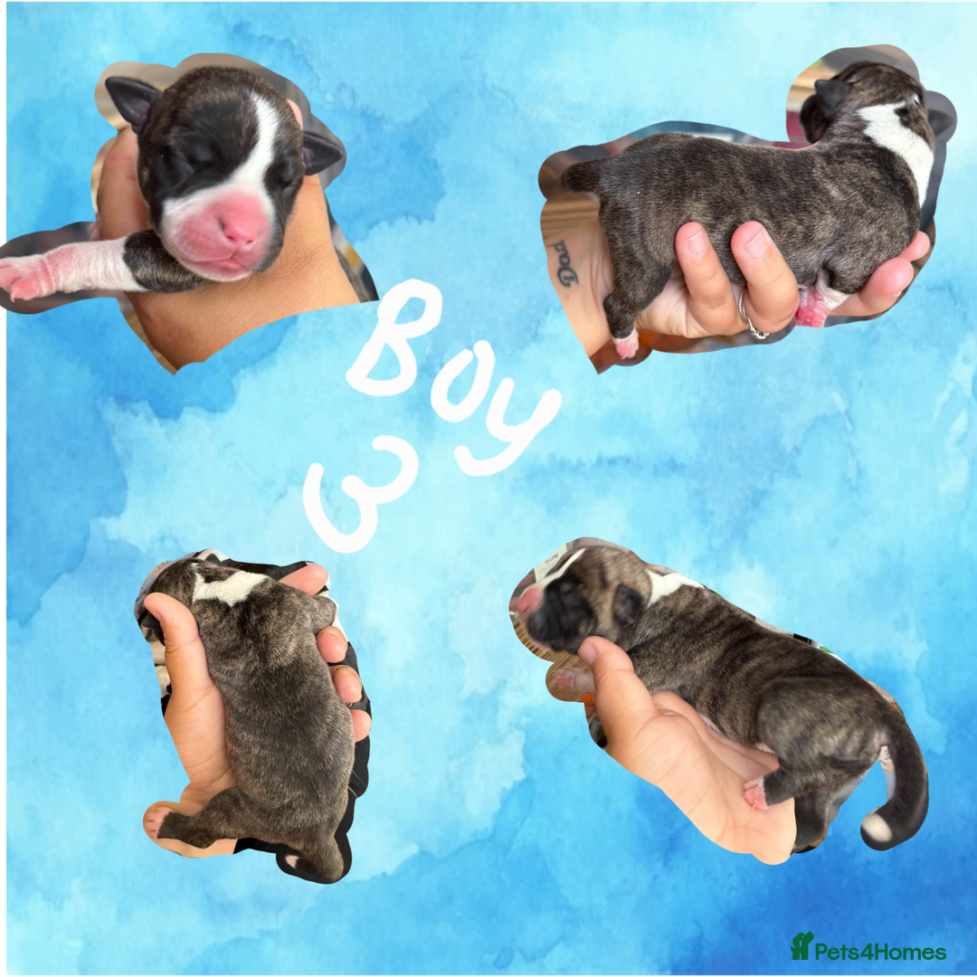 Staffordshire Bull Terrier dogs for sale: Staffie Pups - Image 4