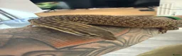 Monitor reptiles for sale: Subadult ackie monitor.  in Farnham - Advert 1