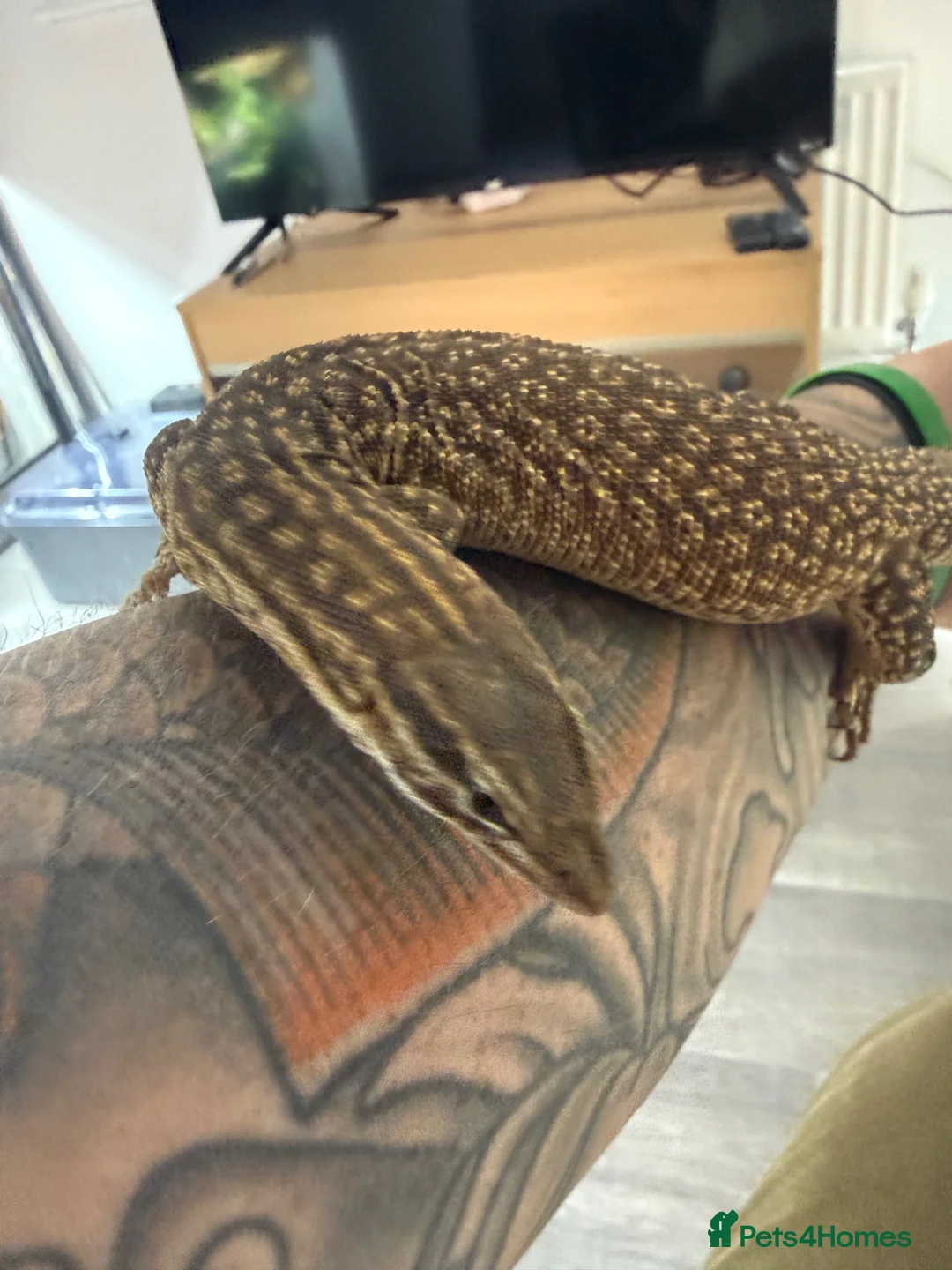 Monitor reptiles for sale: Subadult ackie monitor.  in Farnham - Advert 1