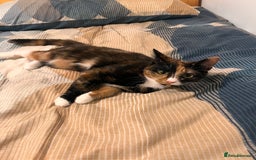 Mixed Breed cats for sale: 5 Mixed breed kittens for sale - Image 2