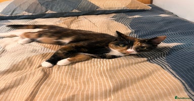 Mixed Breed cats - Advert 16