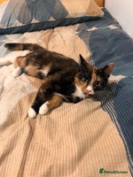 Mixed Breed cats - Advert 8