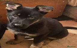 German Shepherd dogs for sale: 2 German Shepherd pups for sale - Image 5