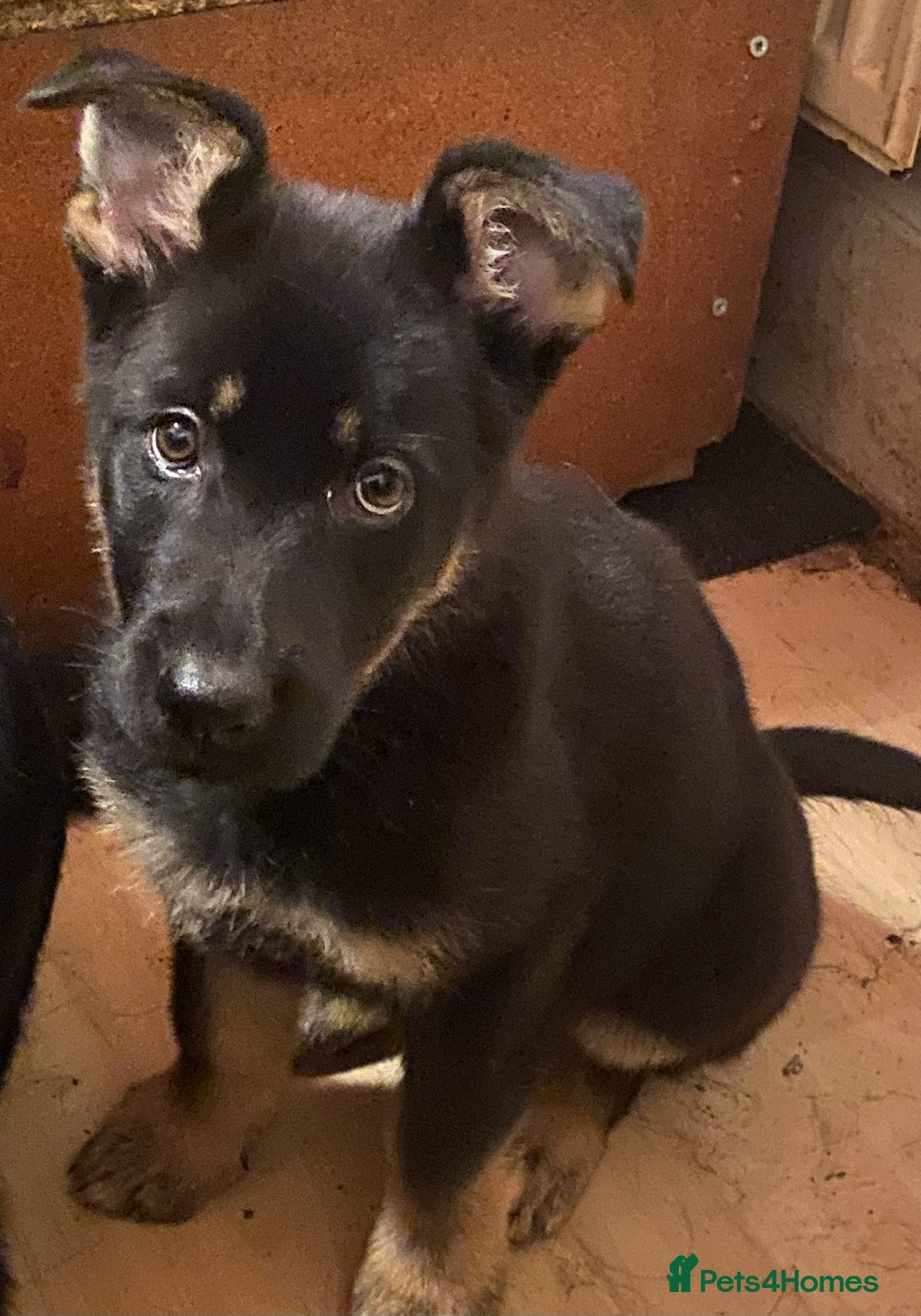 German Shepherd dogs for sale: 2 German Shepherd pups for sale - Image 5