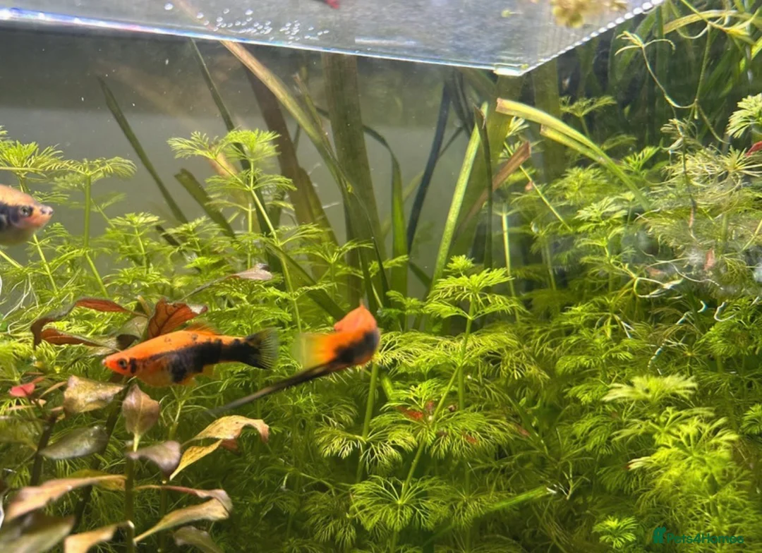 Plecos fish for sale: Juvenile bn plecos - cherry shrimp - swordtails - Advert 9