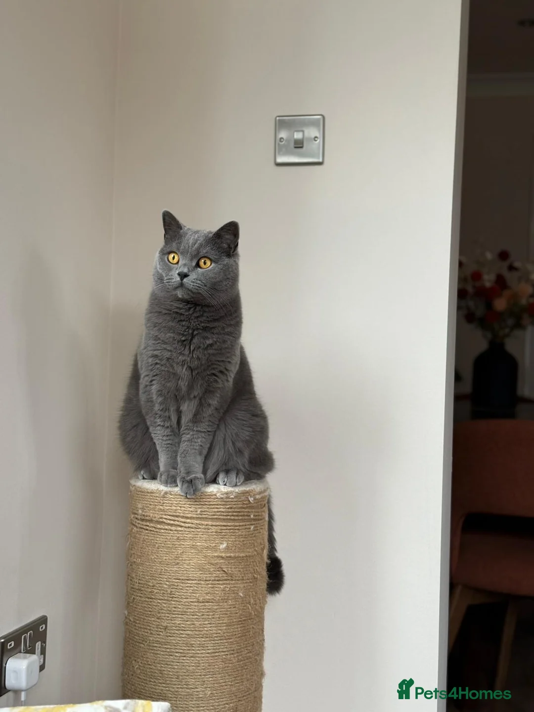 British Shorthair cats for sale: Cinnamon British Longhair& Blue British Shorthair  - Advert 7