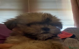 Lhasa Apso dogs for sale: Lhasa apso puppies  - Image 11