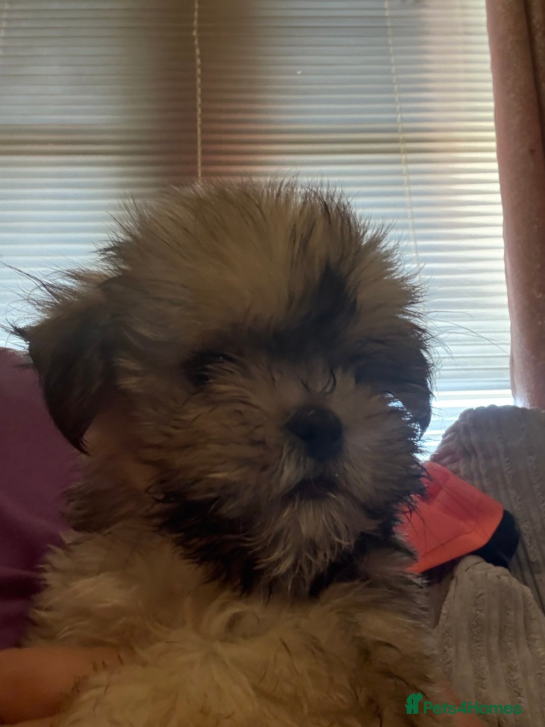 Lhasa Apso dogs for sale: Lhasa apso puppies  - Image 11