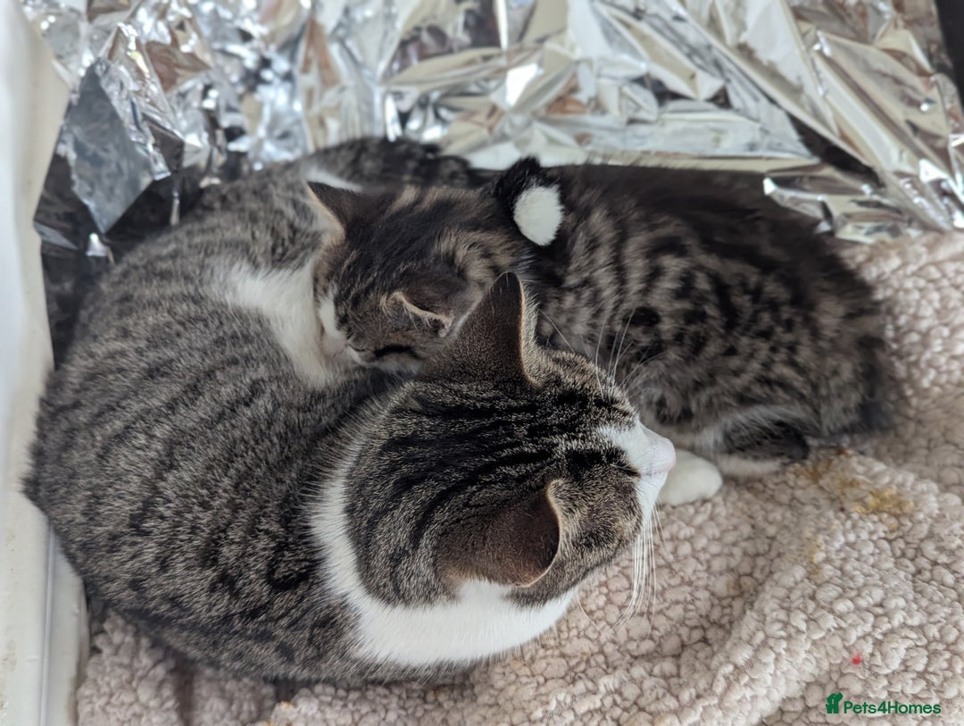 Mixed Breed cats for sale: Male kitten - Advert 9