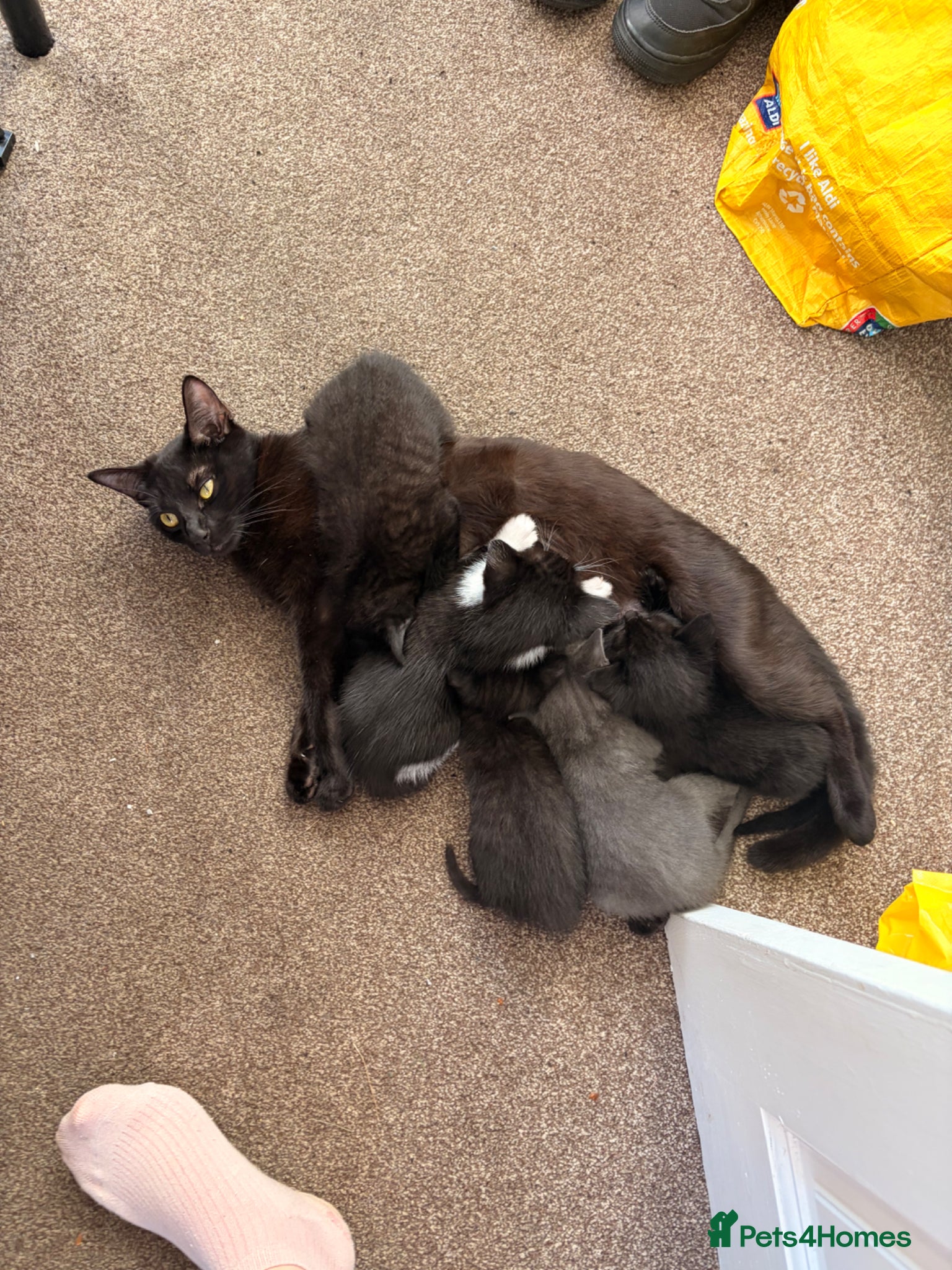 Domestic Shorthair cats 2x female kittens available.  - Advert 5