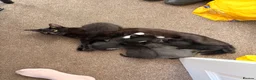 Domestic Shorthair cats for sale: 2x female kittens available.  - Advert 1