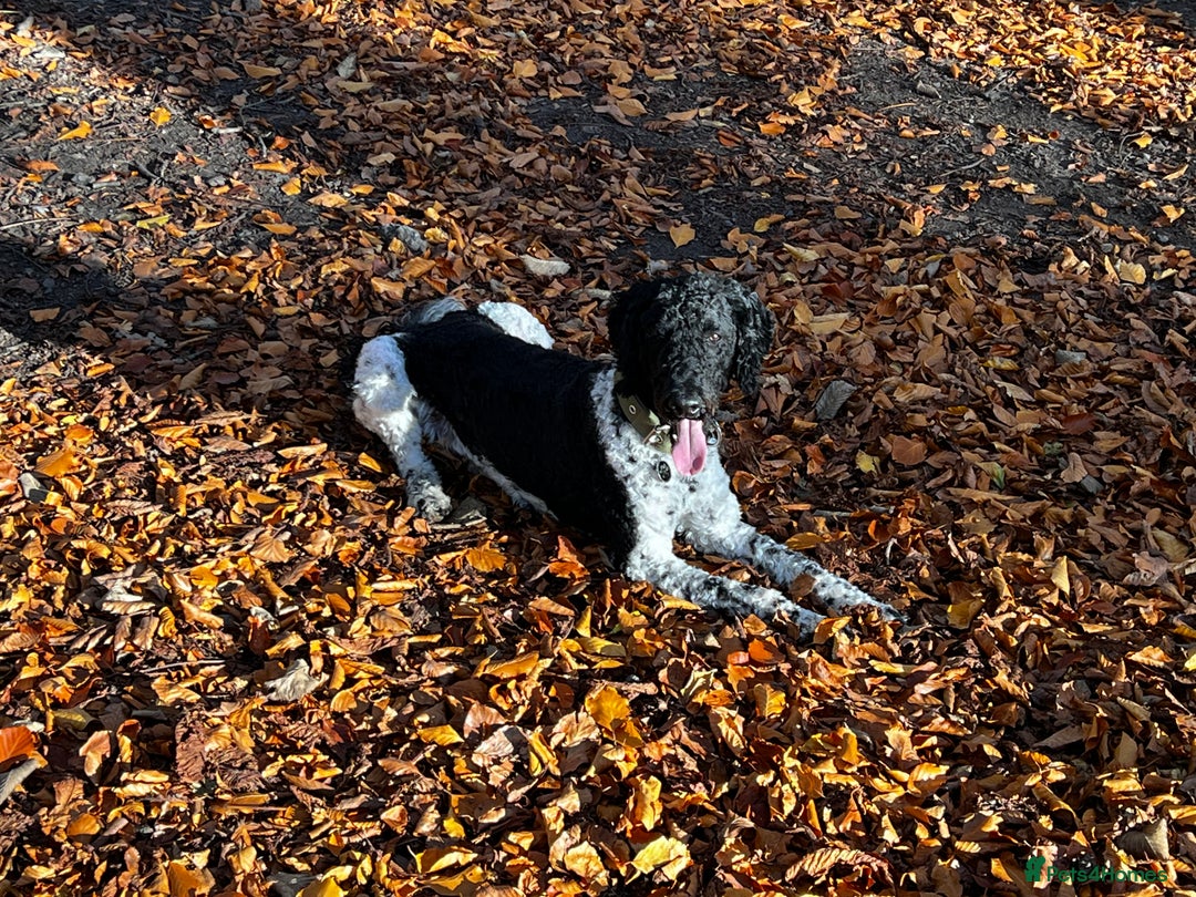Standard Poodle dogs for stud: Outstanding Parti Standard Poodle Stud - Advert 6