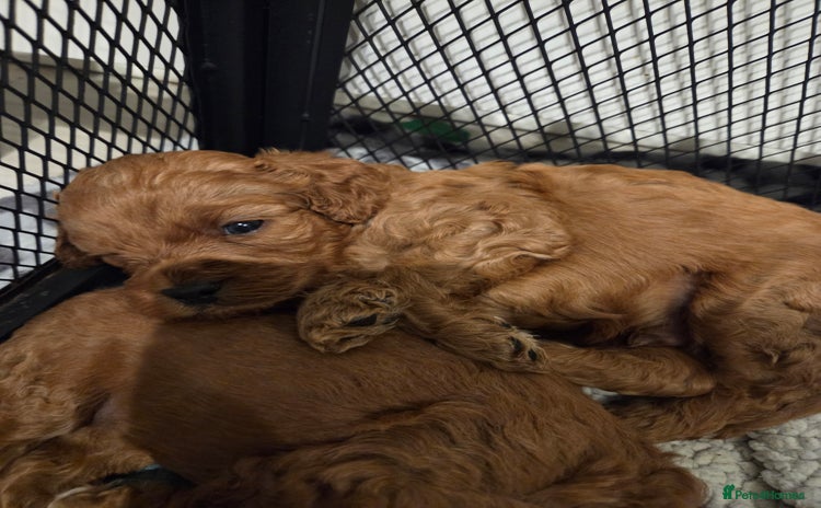 Cavapoo dogs Toy cavapoos  - Advert 4