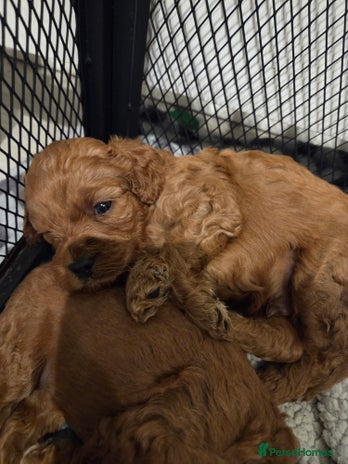 Cavapoo dogs Toy cavapoos - Advert 4