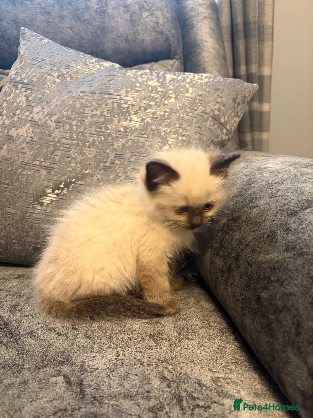 Ragdoll cats for sale: RAGDOLL BABIES - Advert 10