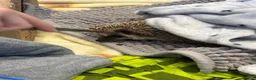 Pygmy Hedgehog rodents for sale: Sonic the african pygmy hedgehog  - Advert 5