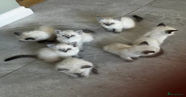 Ragdoll cats - Advert 16
