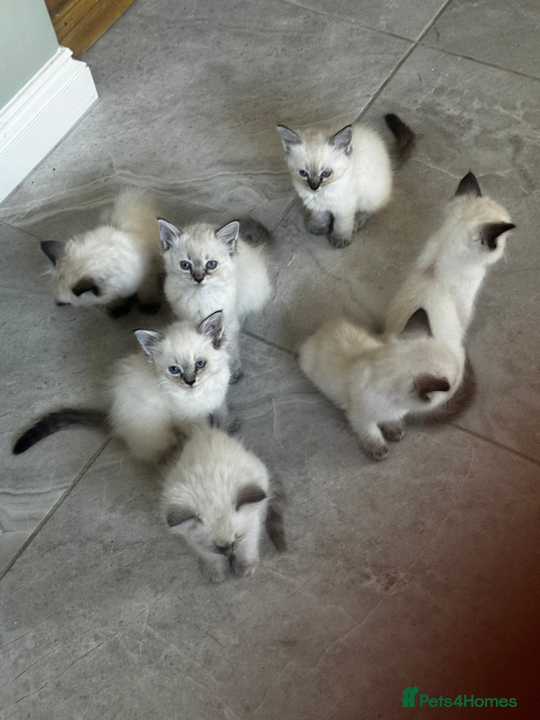 Ragdoll cats for sale: 7 Beautiful Pure Ragdolls for sale - Image 2