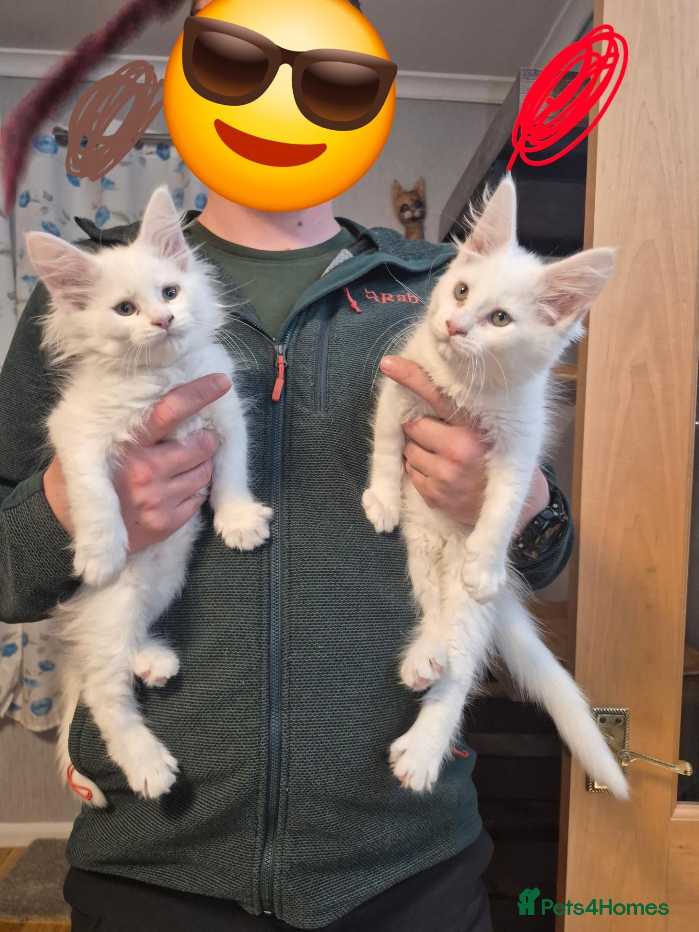 Maine Coon cats Beautiful white Maine coon kittens  - Advert 2