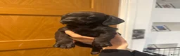 Miniature Dachshund dogs for sale: miniature Dachshund ready in 1 week…  - Advert 1