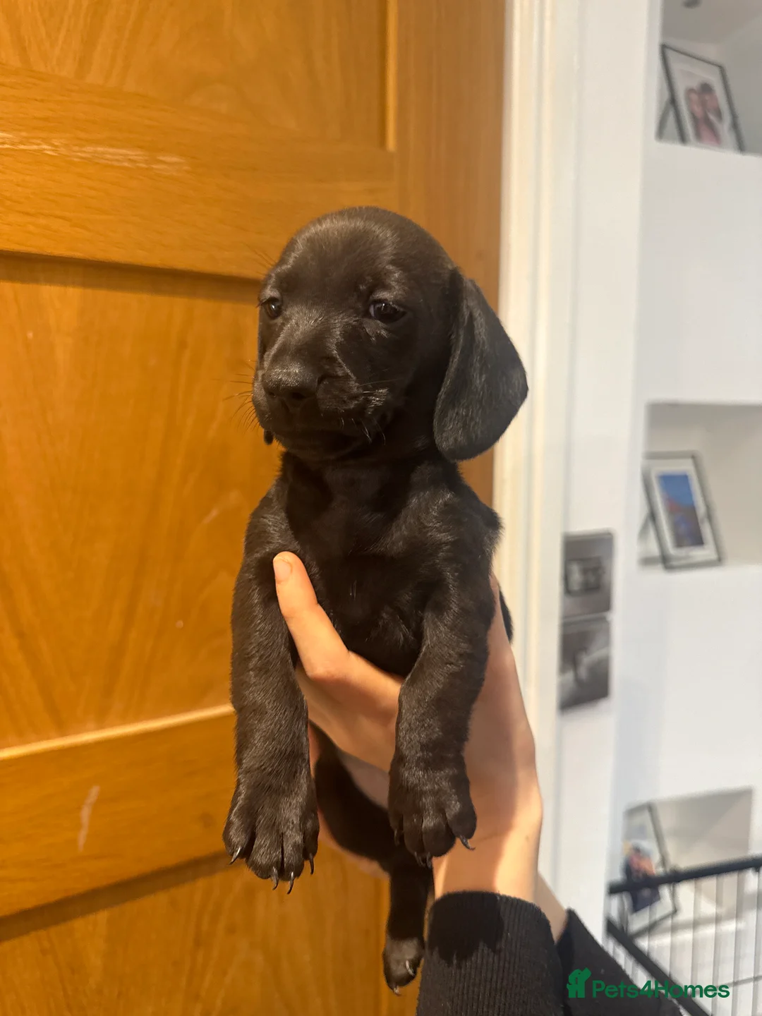 Miniature Dachshund dogs for sale: miniature Dachshund ready in 1 week…  - Advert 1