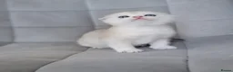 Scottish Fold cats for sale: Beautiful and healthy Scottish fold kittens - Advert 15
