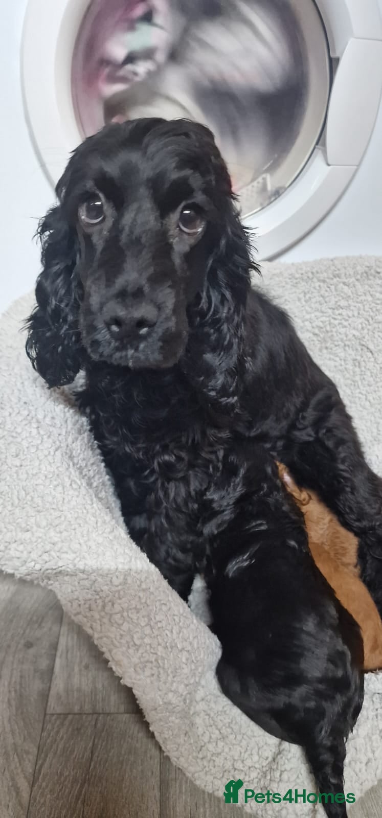 Cockapoo dogs F1 cavapoo  - Advert 2