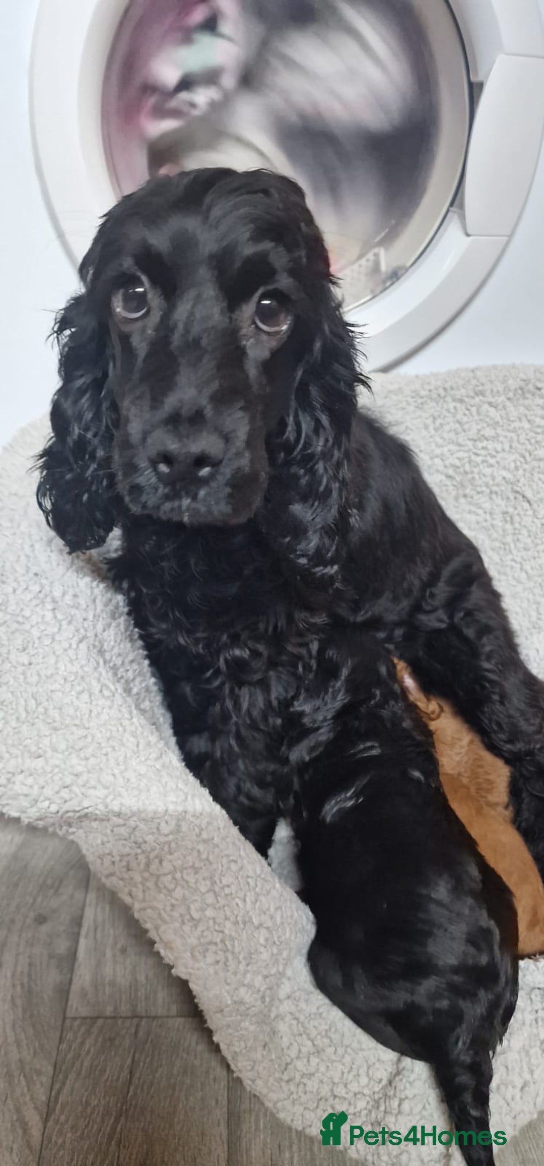 Cockapoo dogs for sale: F1 cavapoo  - Advert 1