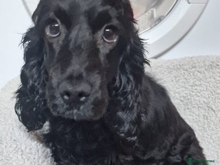 Cockapoo dogs F1 cavapoo - Advert 1