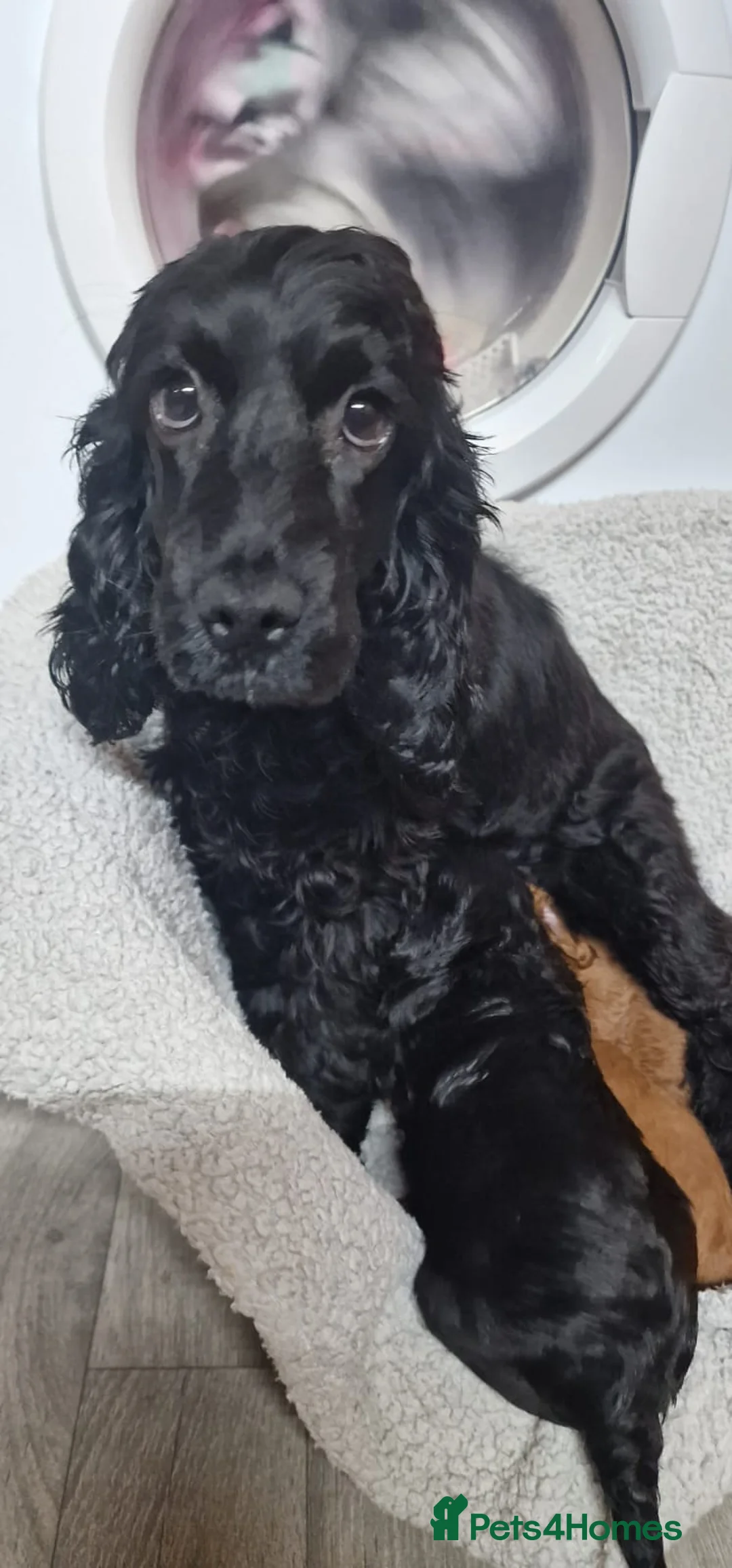 Cockapoo dogs for sale: F1 cockapoo  ready now - Advert 3