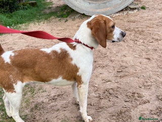 Beagle dogs Rocko pure beagle stud in Doncaster - Advert 2