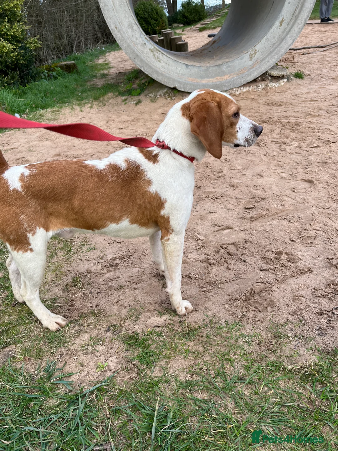 Beagle dogs for stud: Rocko pure beagle stud  in Doncaster - Advert 1