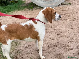 Beagle dogs Rocko pure beagle stud in Doncaster - Advert 7