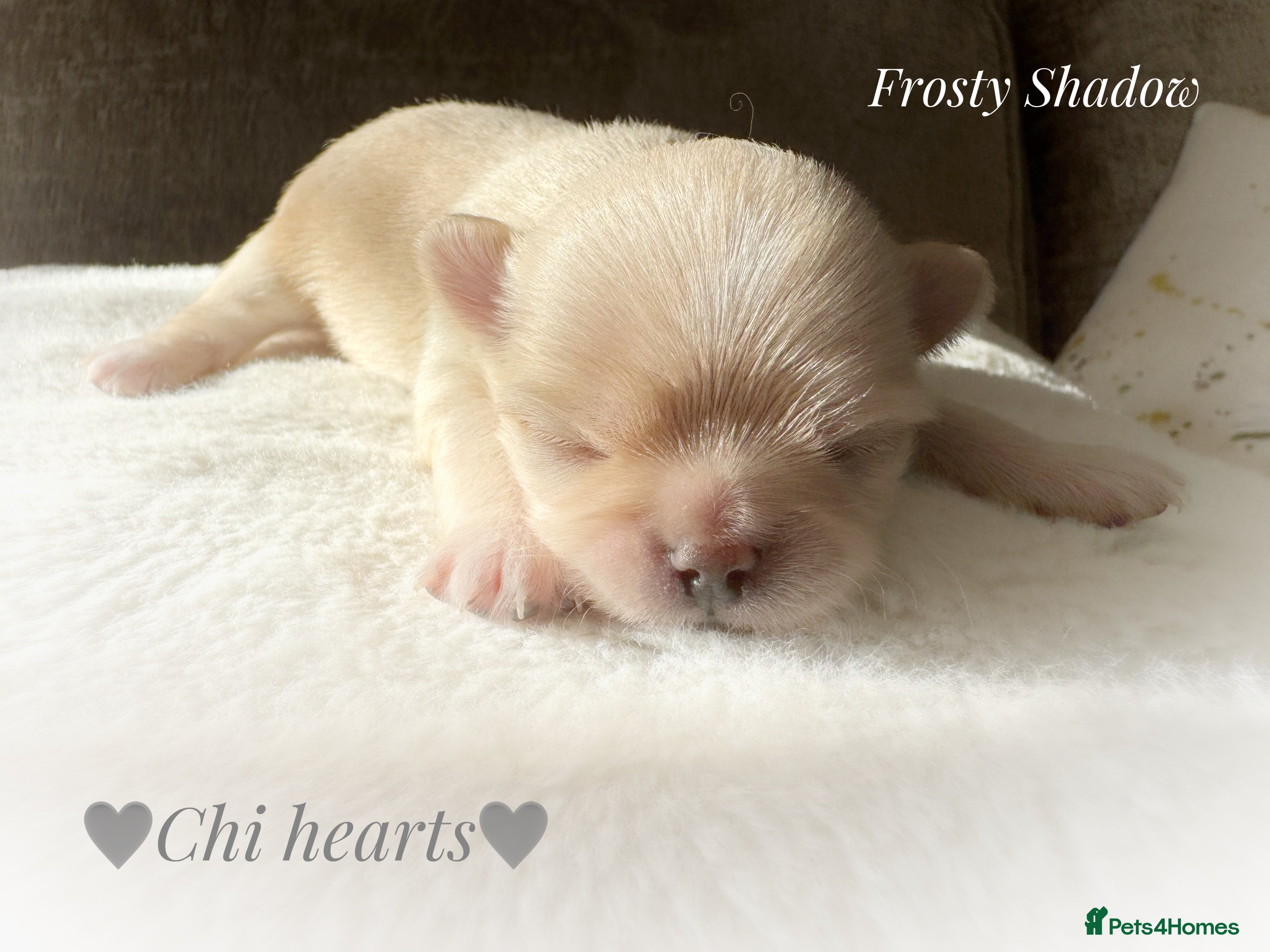 Chihuahua dogs KC long coat cream show line chihuahua puppies  - Advert 9