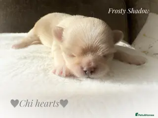 Chihuahua dogs KC long coat cream show line chihuahua puppies - Advert 9