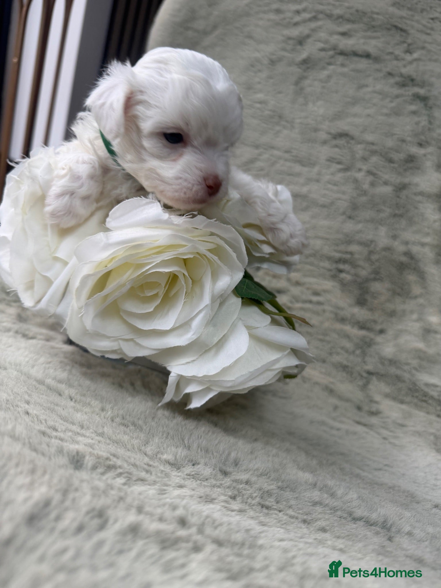 Maltipoo dogs 🐾✨ ADORABLE MALTIPOO PUPPIES 🐾✨ - Advert 2