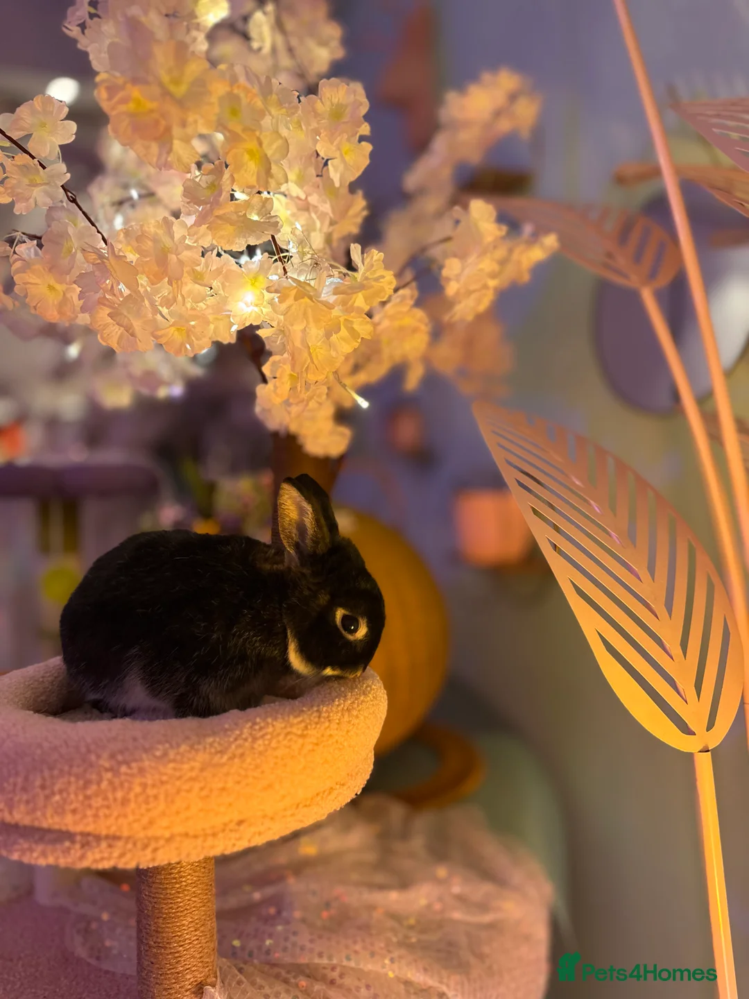 Netherland Dwarf rabbits for sale: Young Netherland dwarf Urgent need of rehoming  - Advert 13