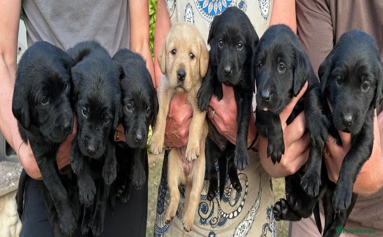 Mixed Breed dogs - Advert 1