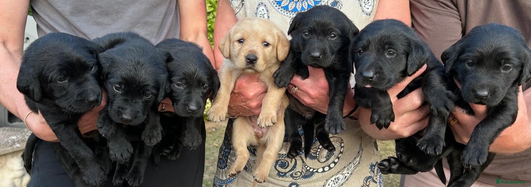 Mixed Breed dogs for sale: Gorgeous Lab x Collie puppies - Image 1