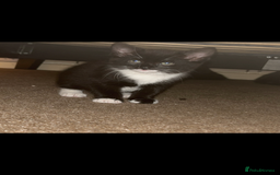 British Longhair cats for sale: Long haired kittens  - Image 2