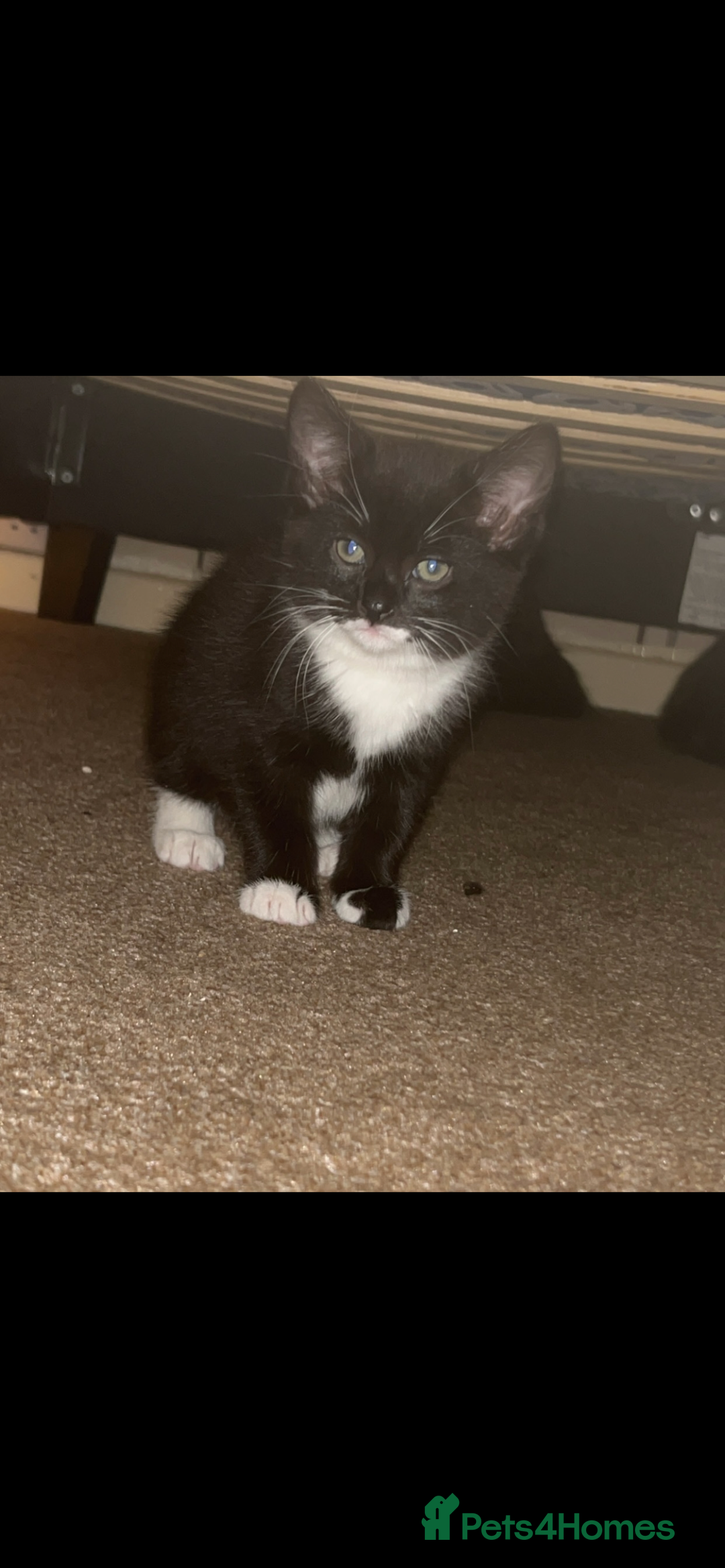 British Longhair cats for sale: Long haired kittens  - Image 2