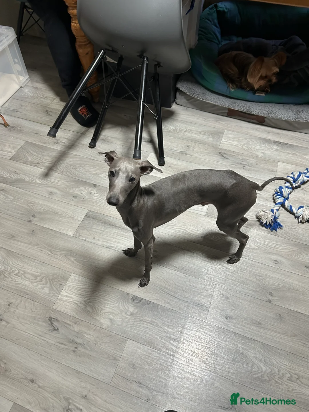 Italian Greyhound dogs for stud: Proven handsome blue Italian greyhound  in London - Advert 10