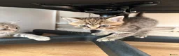 Mixed Breed cats for sale: 2 kittens for sale 🩵🩷 - Advert 7